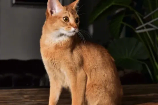 Do cats have left and right paws?