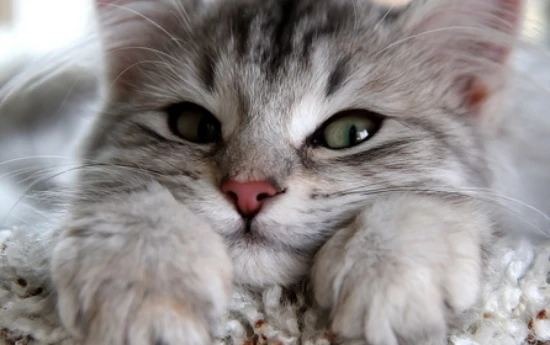 Why does the cat arch its back and rub against people?