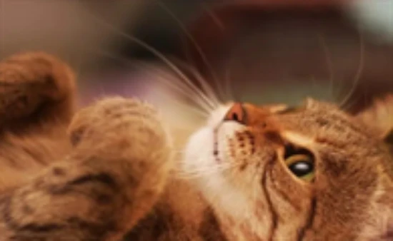 Signs a cat is dying