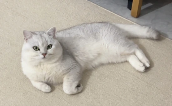 What should you pay attention to when adopting a cat? Here are a few things to do after your cat arrives home.