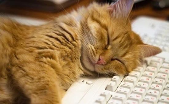 How much does cat boarding cost per day?