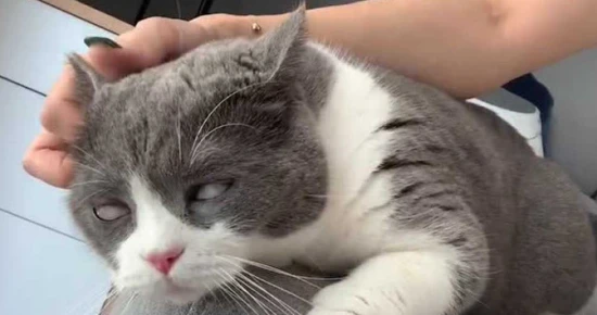 What to do if your cat eats wasabi?