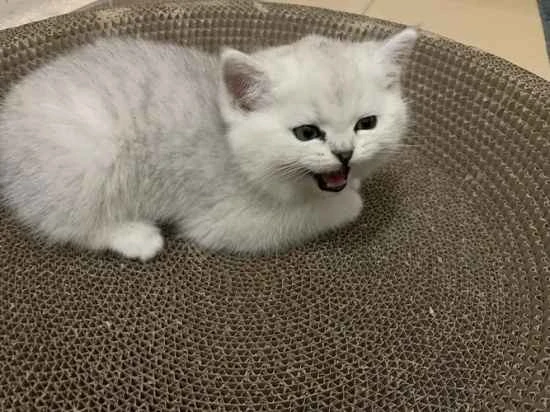 What are the usual living habits of cats?