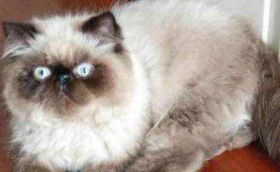 What food is best for Himalayan cats?