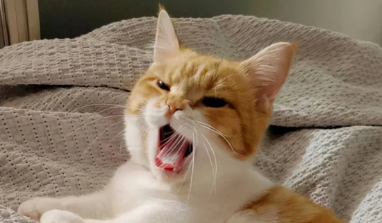 What to do if your cat keeps meowing?