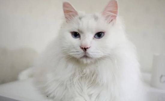 Will cats with ear mites have seizures?