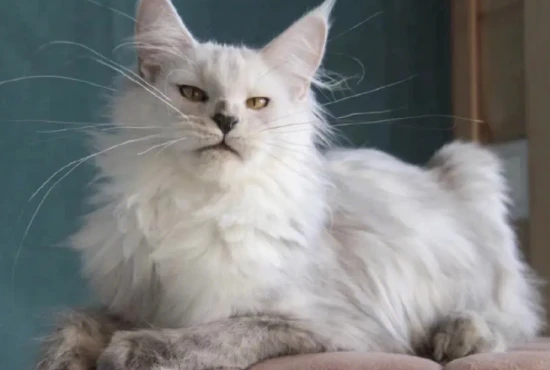 5 common reasons why cats shed and their solutions