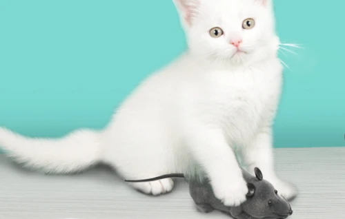 Can cats eat onions? Why?