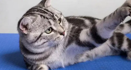 What should I do if my American Shorthair cat has fleas?