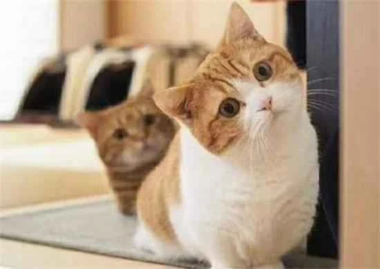 Can cats be kept as pets?