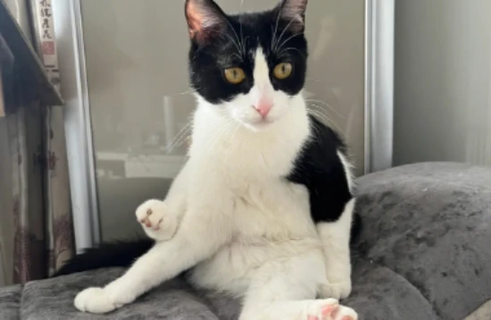 What should I do if my cat drinks cold water in winter? How can I ensure my cat's drinking water is warm?