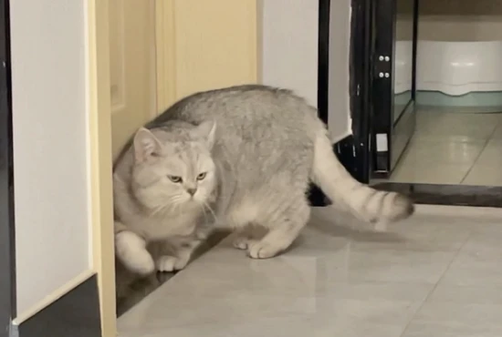 What to do if your cat keeps meowing and wants to enter the room?