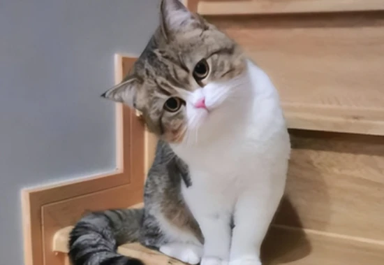 What to do if a cat eats a small amount of onion?