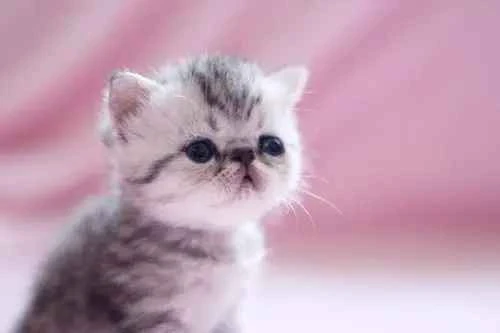 Why would a mother cat carry her kittens away and hide them?