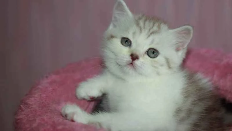 What should you pay attention to when your cat is teething?