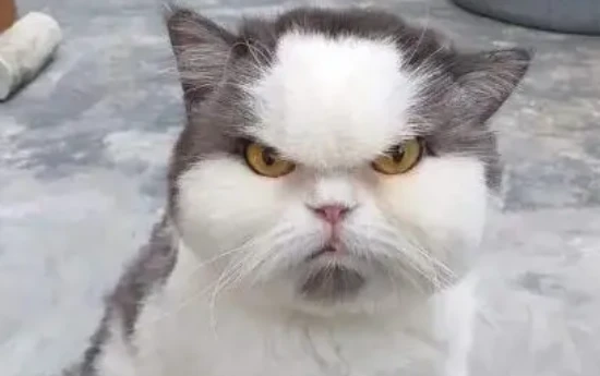 Several signs that a cat dislikes its owner