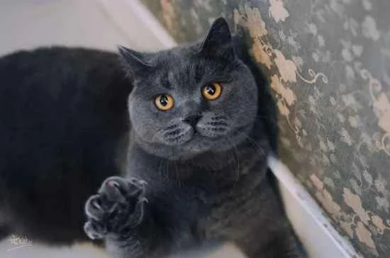 What are the habits of Ragdoll cats?