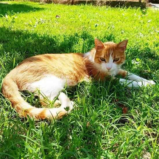 Is it okay for a cat to never get a bath in its entire life?