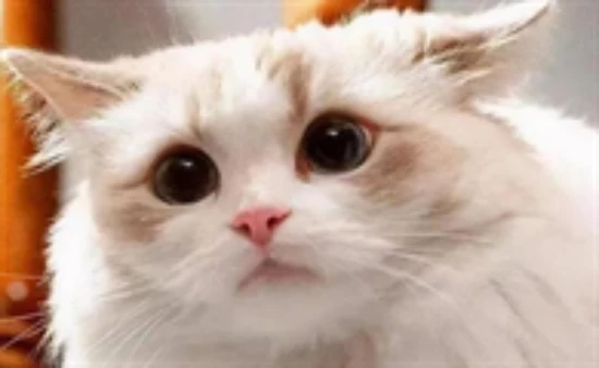 Does my cat licking the spot I just touched mean it's disgusted?