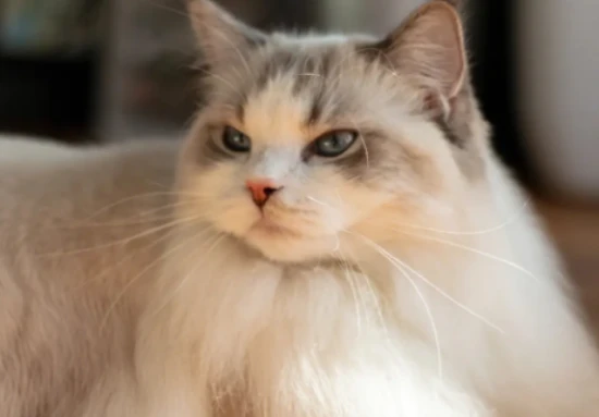 Does a cat really sleep through all that time every day?