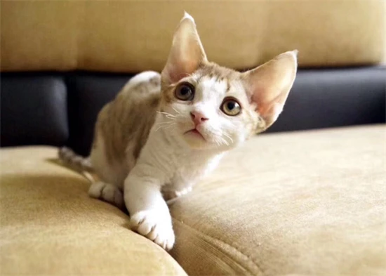 What health problems might senior cats encounter?