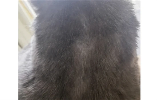 The simplest way to completely get rid of cat fleas