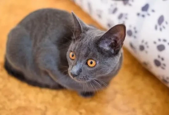 Can cats drink honey water?