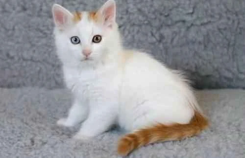 What could be causing my cat to shed so much fur?