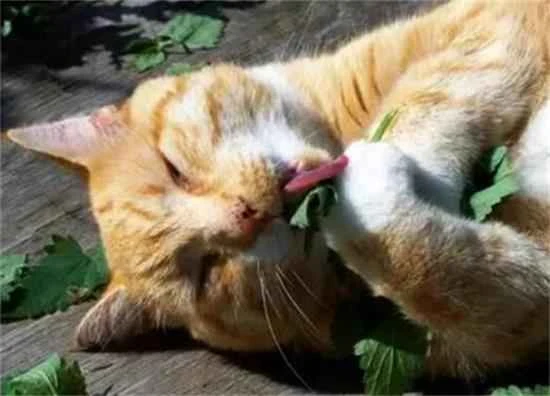 Why does catnip, which seems so ordinary, make cats so obsessed?