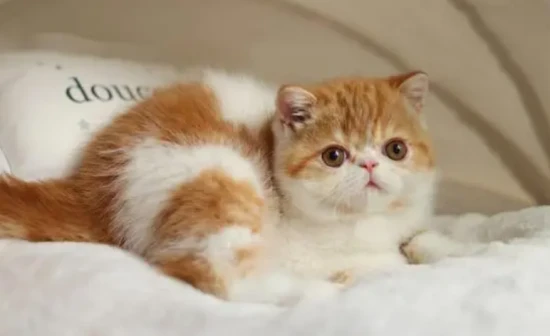 Why do kittens suddenly become lethargic and unwilling to move?