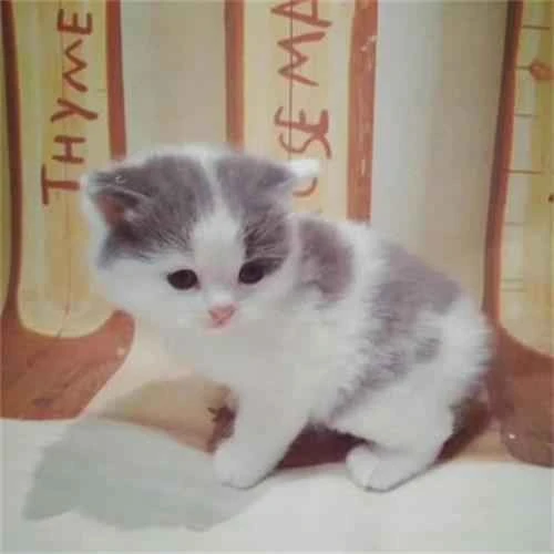 Why is my cat listless?