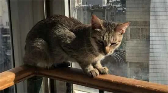 Do cats miss their owners when they get lost?