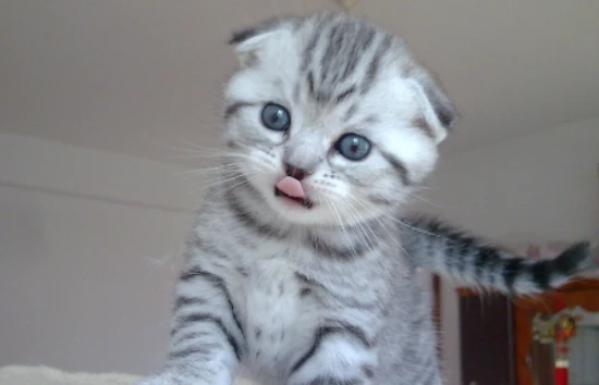 What exactly does feline bivalent virus mean? It means it can protect against two viruses.