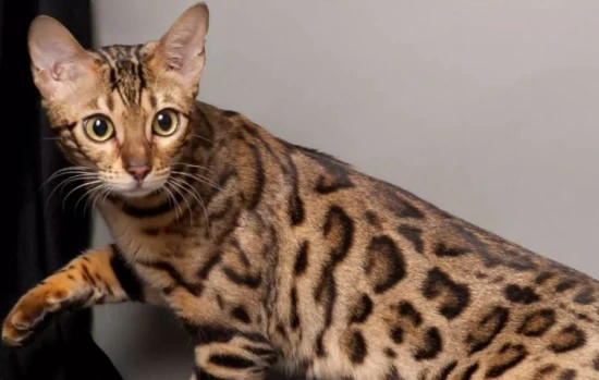 How to raise a leopard cat to make it obedient?