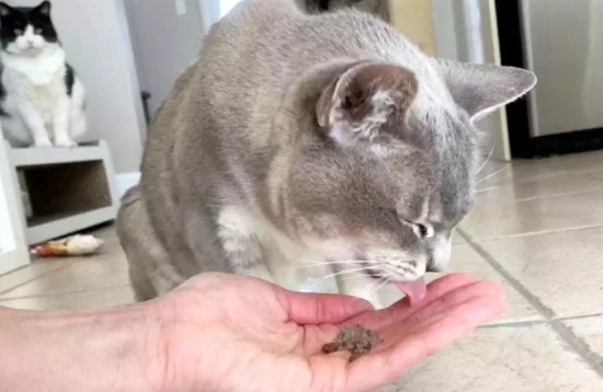 How can I help my cat recognize its mistakes and reflect on them deeply?