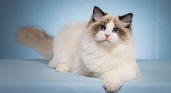 How can families with cats repel mosquitoes?