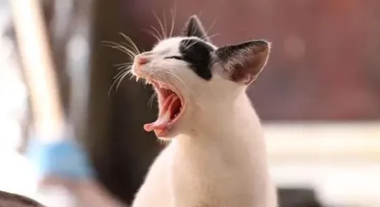 兽医提醒：这5种行为容易让猫咪应激，千万不能做！