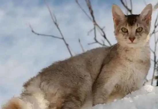 What to do about excessive eye discharge in cats in Labang? What are the causes of excessive eye discharge in cats in Labang?