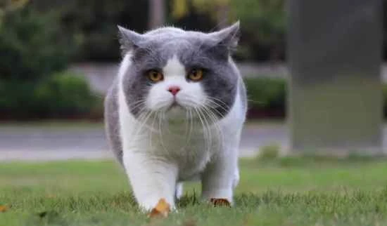 Why do cats get angry when they smell their own fur?