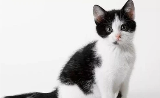 What are the symptoms of constipation in cats?