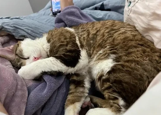 My cat likes to sleep with its arms around my neck.