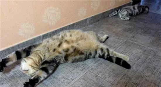 Why do cats like to spin around in a circle before going to sleep?