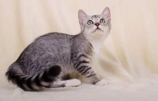 What's wrong with my cat having black stuff on its mouth?