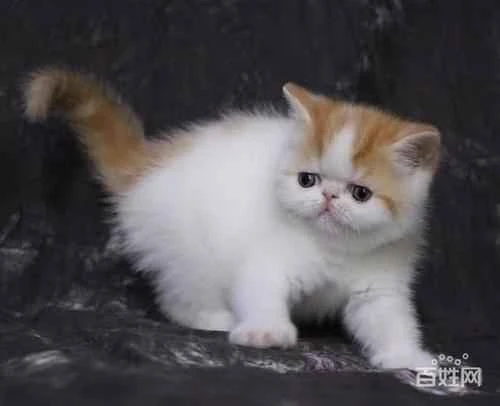 Can cats eat sesame seeds?