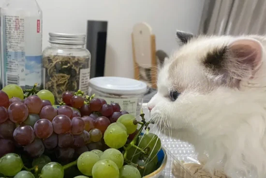 Can cats eat grapes?
