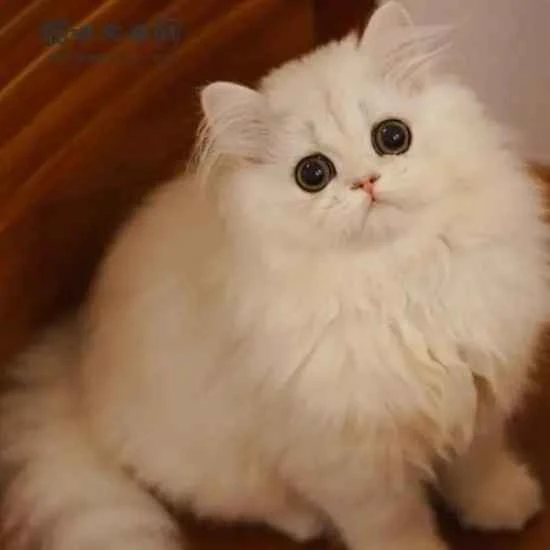 Is it normal for a cat to have diarrhea after being dewormed?