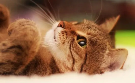 The 6-month-old kitten mother still hasn't weaned her.