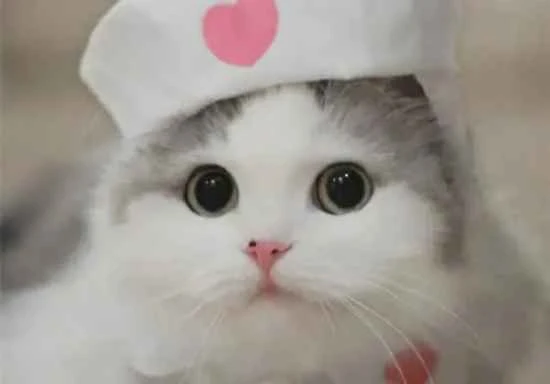 How often should Ragdoll cats be dewormed?