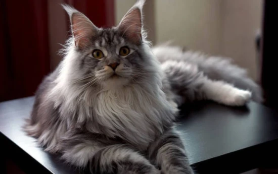 Which cats have a strong body odor?