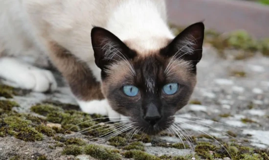 What factors influence a cat's personality?